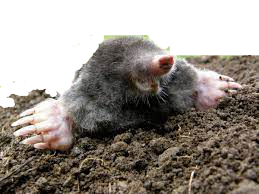taupe taupe